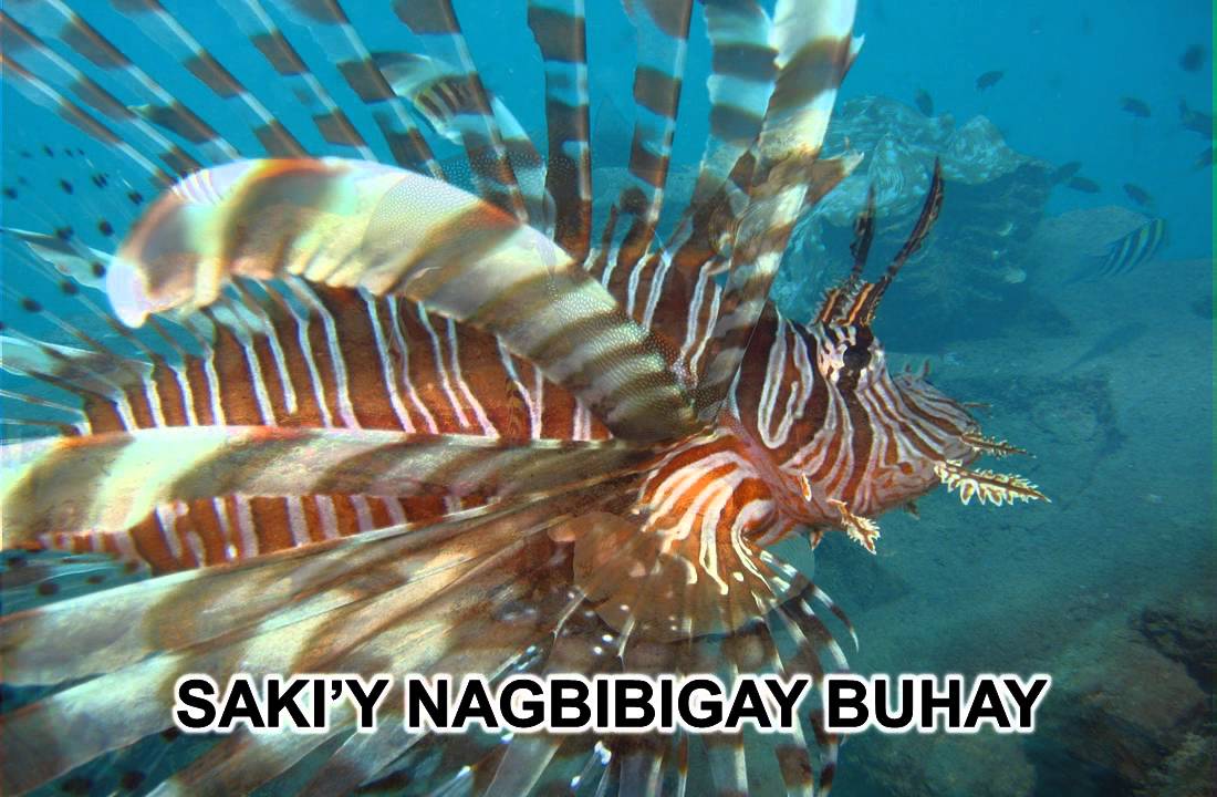 Atimonan Aking Bayan 2016