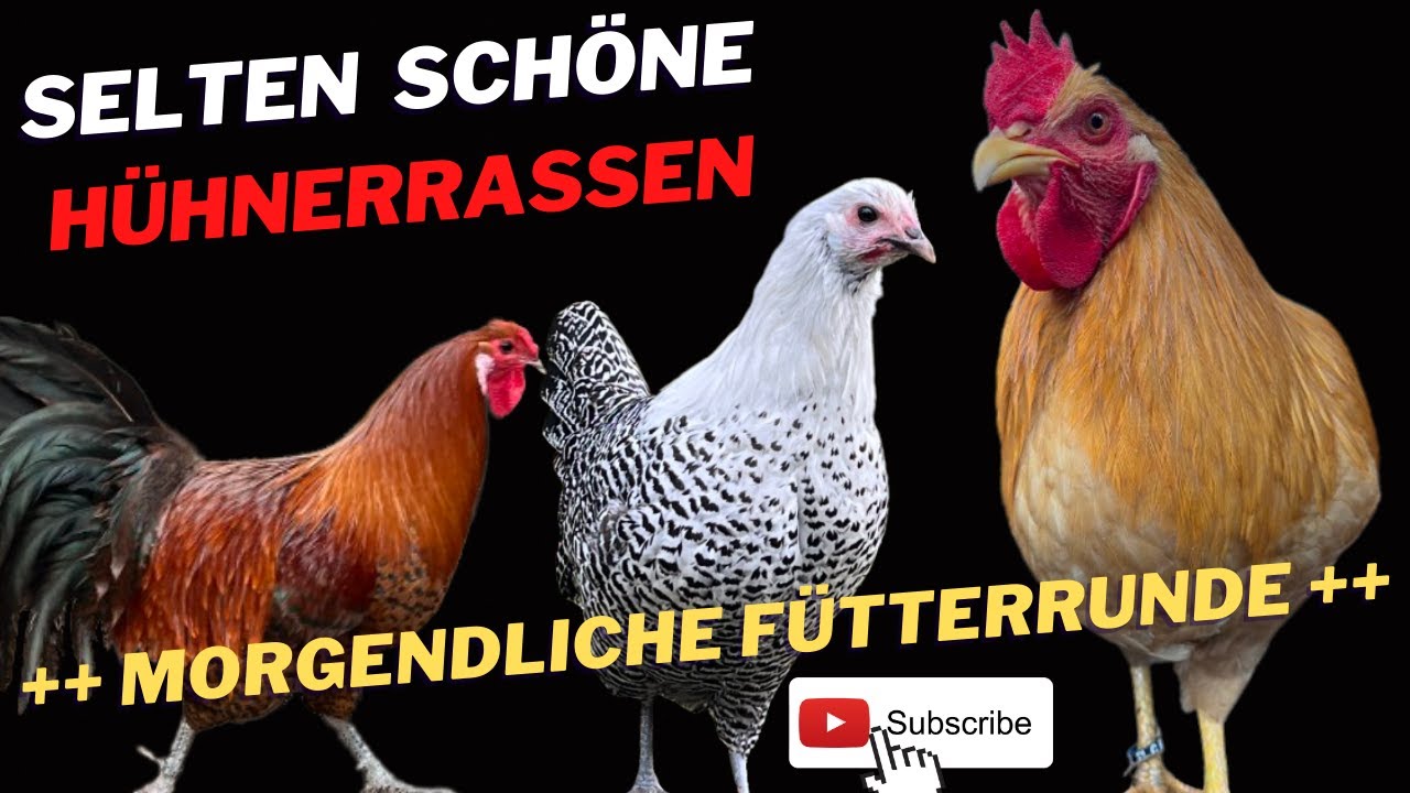 Schöne seltene Hühner Enten Schafe - rare breeds of #chicken