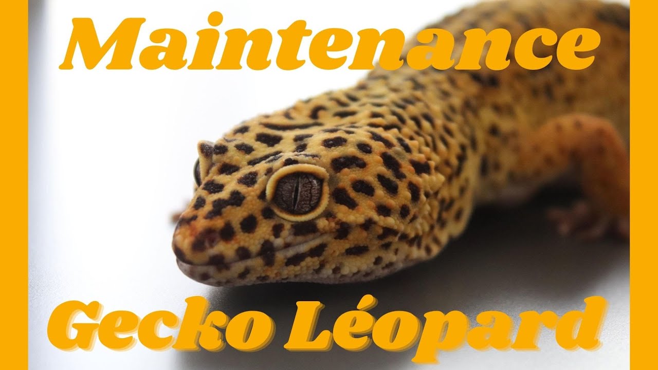 LE GECKO LEOPARD - SA MAINTENANCE