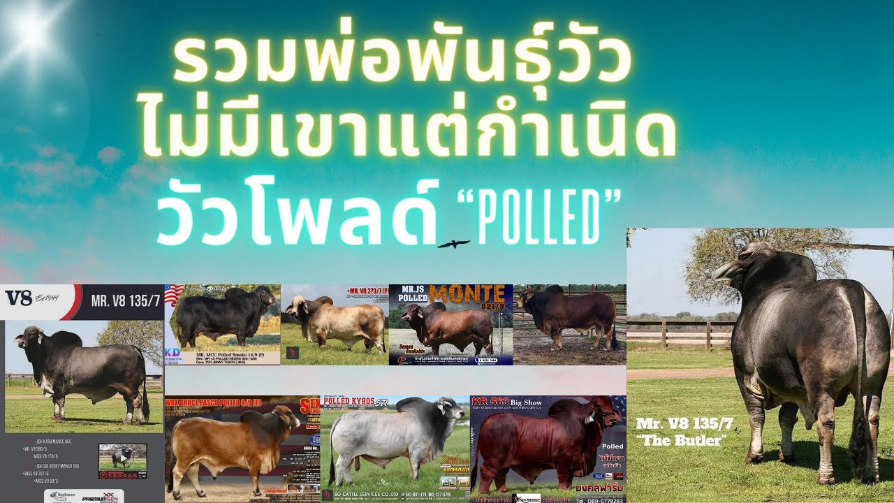 พ่อพันธุ์วัวบราห์มันที่ไม่มีเขาโดยกำเนิด