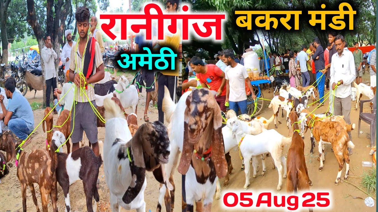 रानीगंज बकरा मंडी आज का रेट |05/08/25 |Raniganj Bakra Mandi Amethi up 