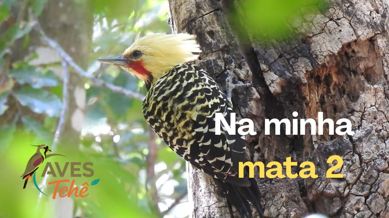 Motivo da criação do canal 2