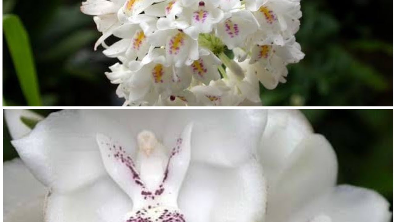 Novas Orquídeas na minha Coleção 5 - LINDAS NOVIDADES a PERISTERIA ELATA e NEOBENTHAMIA GRACILIS