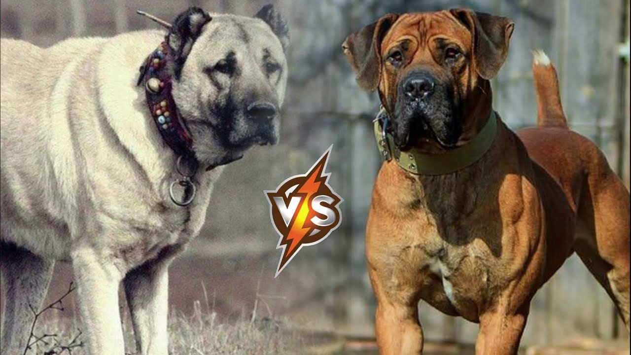 Boerboel VS Kangal - Who is stronger? Who will win?
