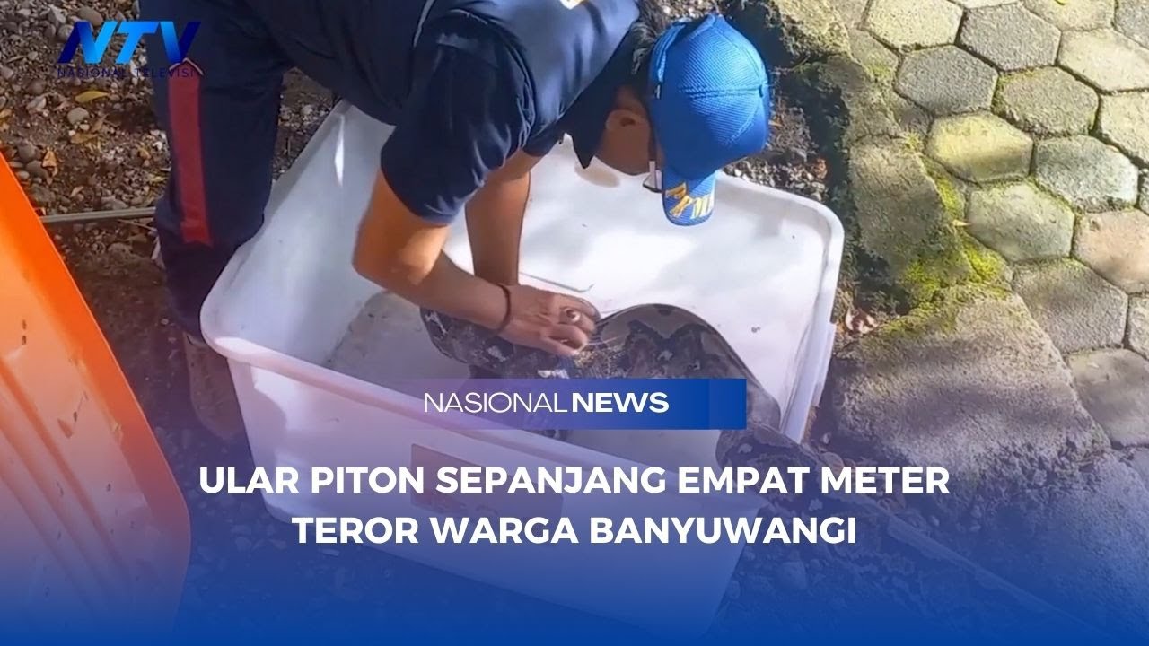 ULAR PITON SEPANJANG EMPAT METER TEROR WARGA BANYUWANGI