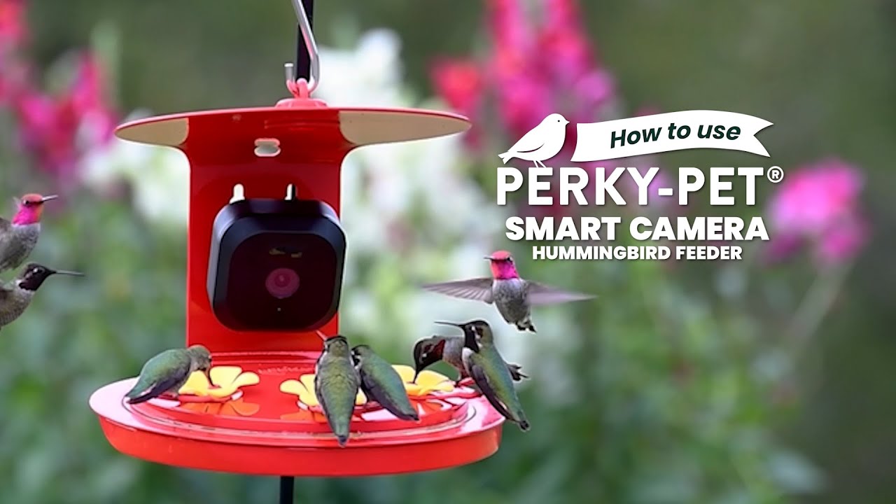 How to Use the Perky-Pet Smart Camera Hummingbird Feeder