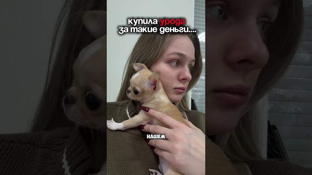 купила урода!🐶арт:500356639 #микрочихуа #топдлясобак #собачийблог #чихуахуа