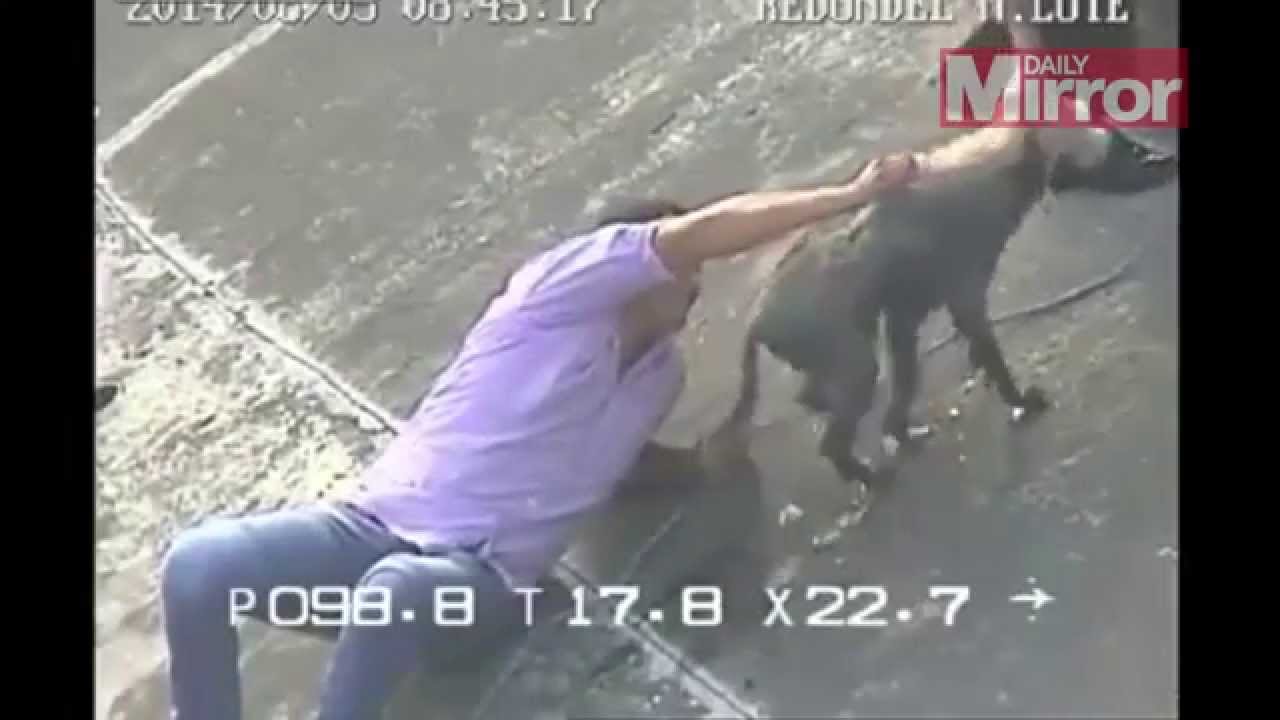 Man risks serious injury to rescue small dog trapped in flooded ravine - mirror.co.uk