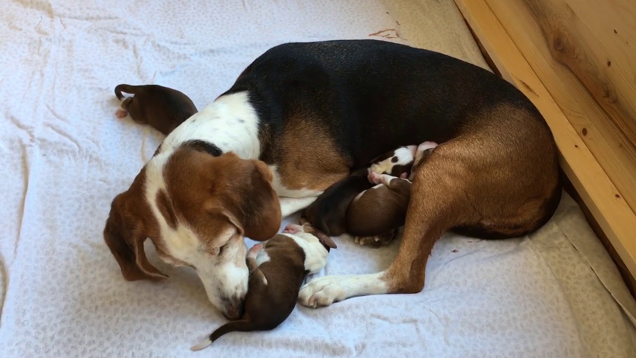 Deutsche Bracke vom H&uuml;mmeler Forst, der St&ouml;berhund f&uuml;r alles Schalenwild