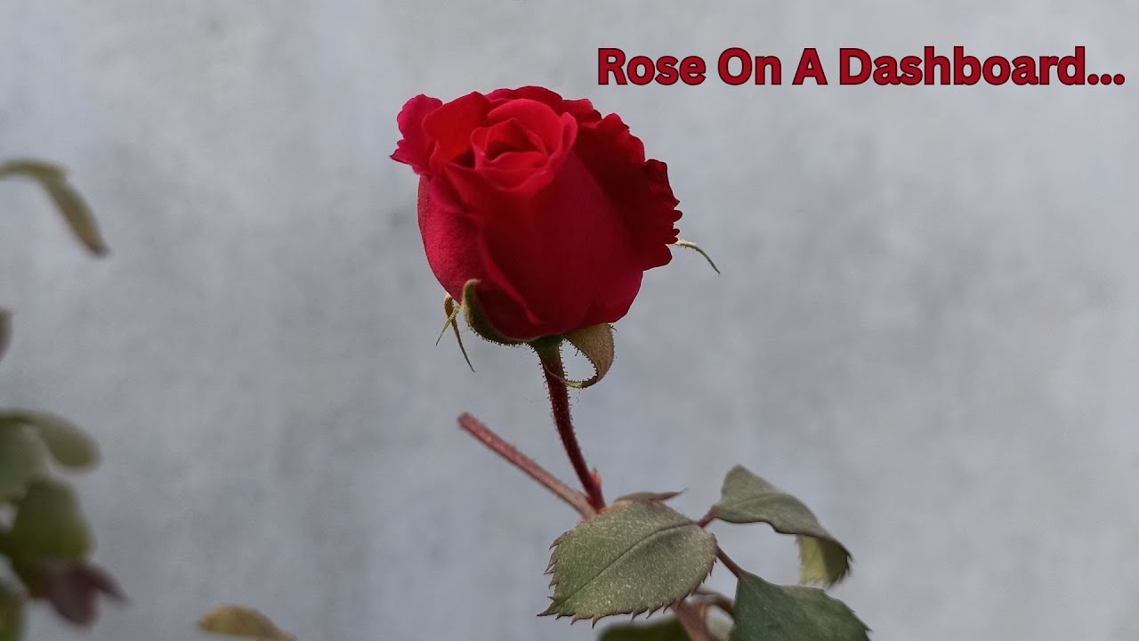 Rose On A Dashboard