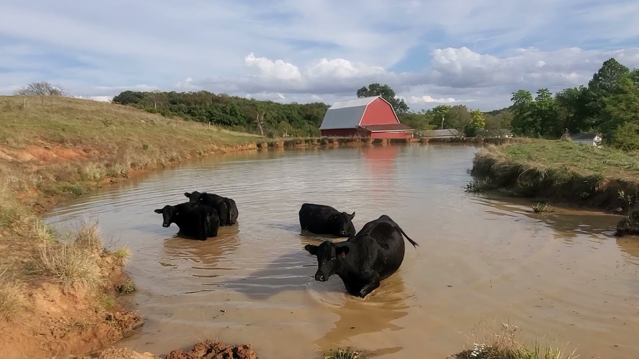 Black hippos destroy beautiful farm pond.