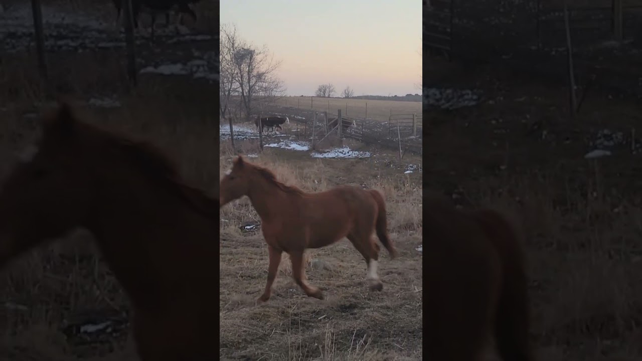 The Cows can't Find Their Food!