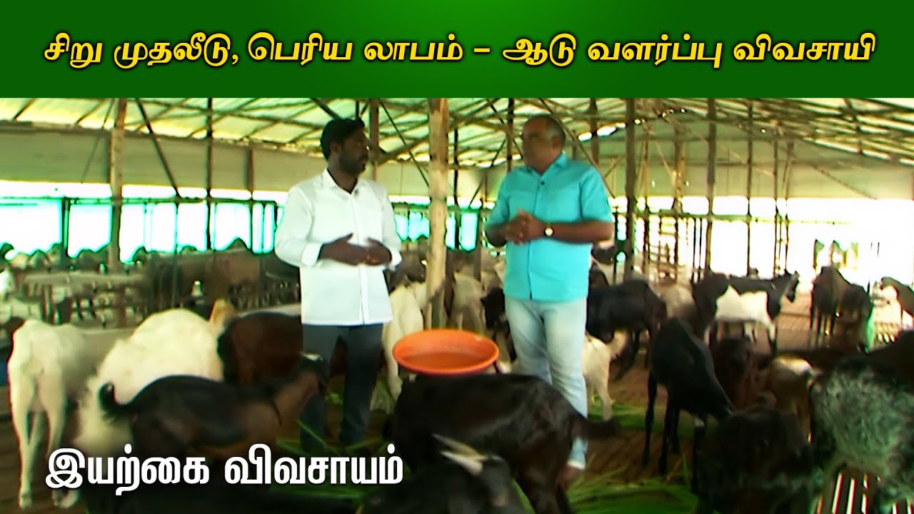 சிறு முதலீடு, பெரிய லாபம் – ஆடு வளர்ப்பு விவசாயி | Organic Vivasayi