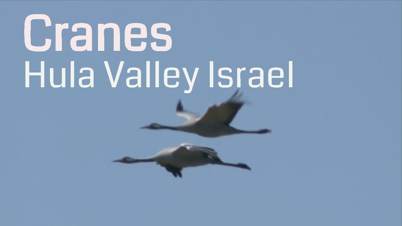 Cranes at the Hula Valley Israel / עגורים בעמק החולה