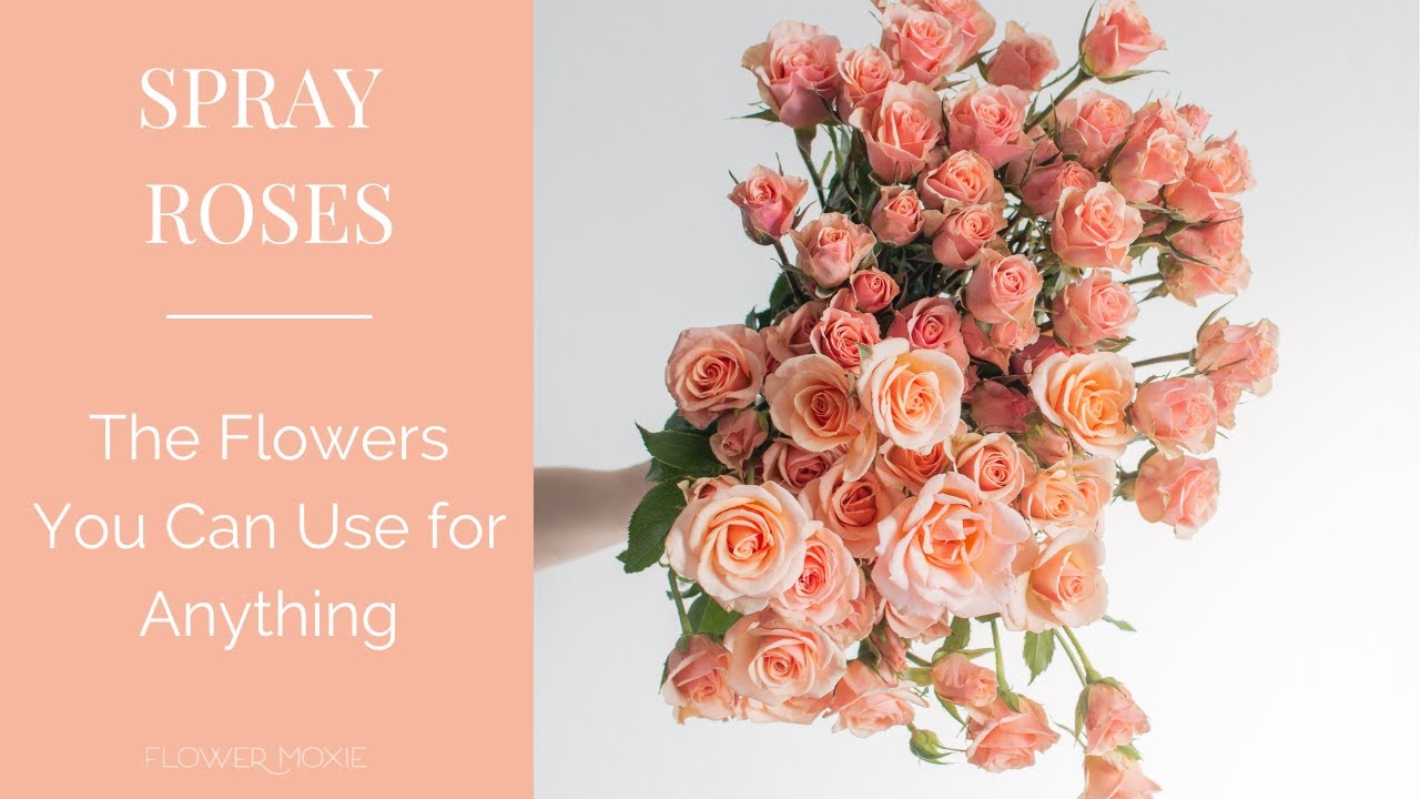 Spray Rose 101: The Flower You Can Use for Anything