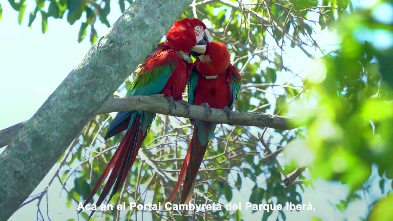 COMIENZA LA TEMPORADA REPRODUCTIVA DE LOS GUACAMAYOS ROJOS