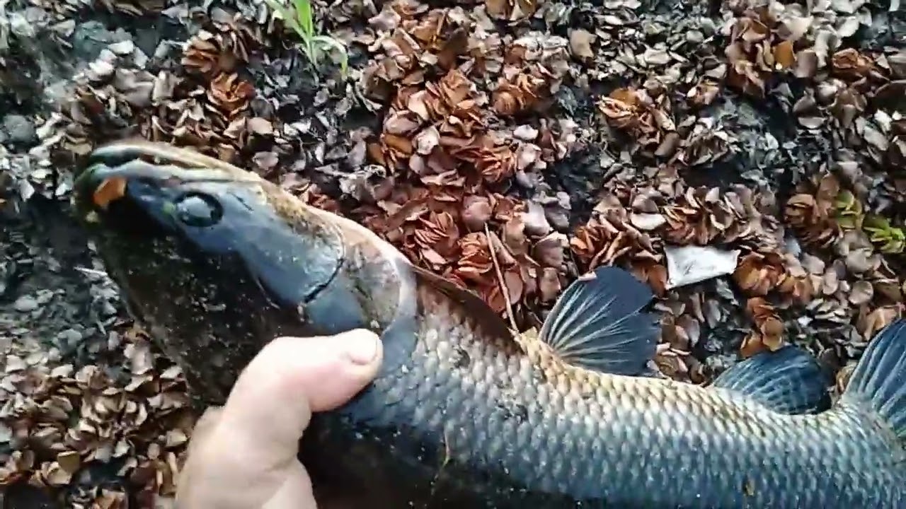 Pescando sozinho no banhado 