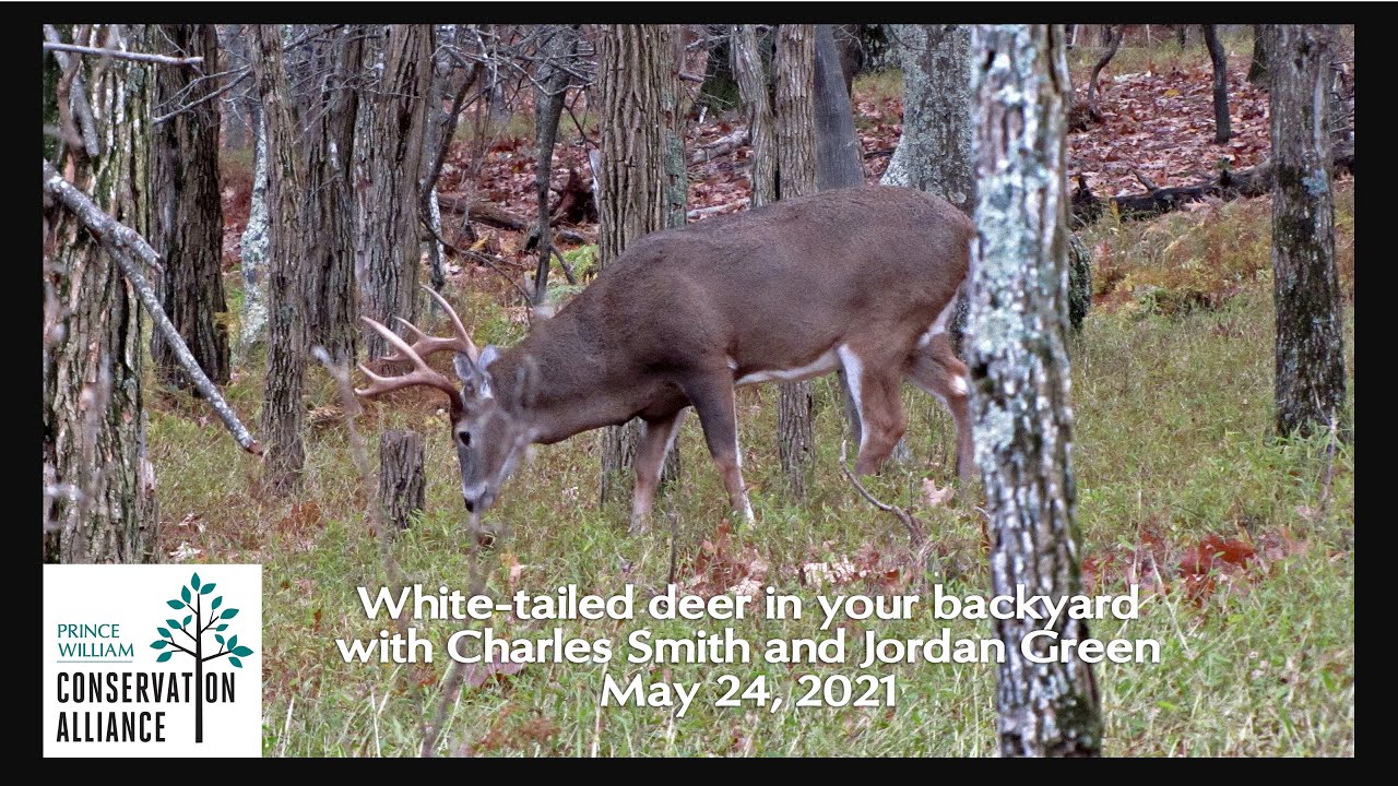 White-tailed Deer in Your Backyard with Charles Smith and Jordan Green