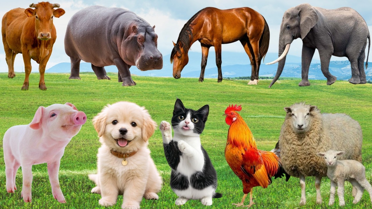 🌿 Đồng Quê Mở Hội “Show Diễn Thân Thương” – Khoảnh Khắc Muôn Loài Cất Tiếng Đáng Yêu | Animals 🐶🐱🐷🐓