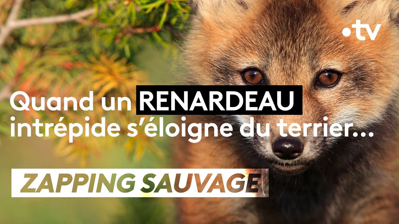 Un renardeau s'aventure en dehors de son terrier, à ses risques et périls - ZAPPING SAUVAGE