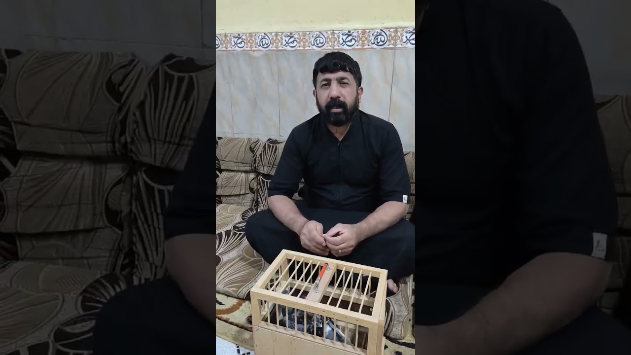 #حمام #زاجل البطل جراح ابو حنين يشرح عن طيره الاغر وا نجازاته سلالته بنائه وا حفاده
