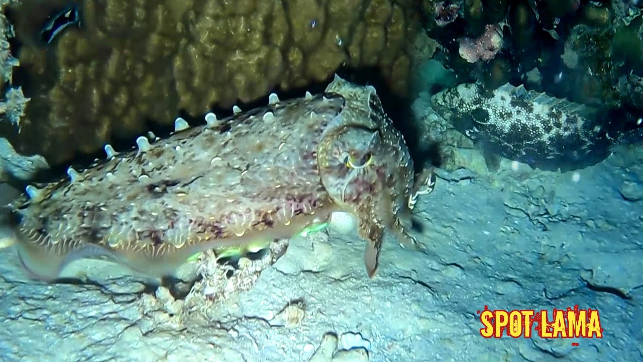 Ternyata Spot Lama Banyak Rezeki. Night Spearfishing Indonesia