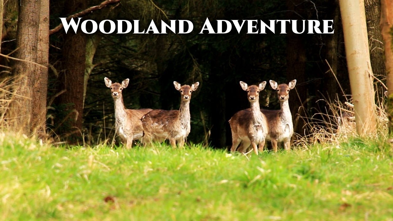 AMAZING FOOTAGE - UK wild animals captured on BUSHNELL core S 4k trailcam