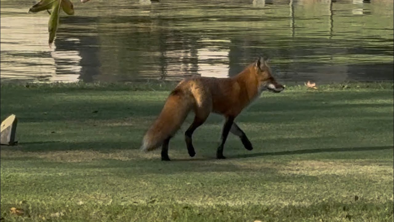 Fox on the Run