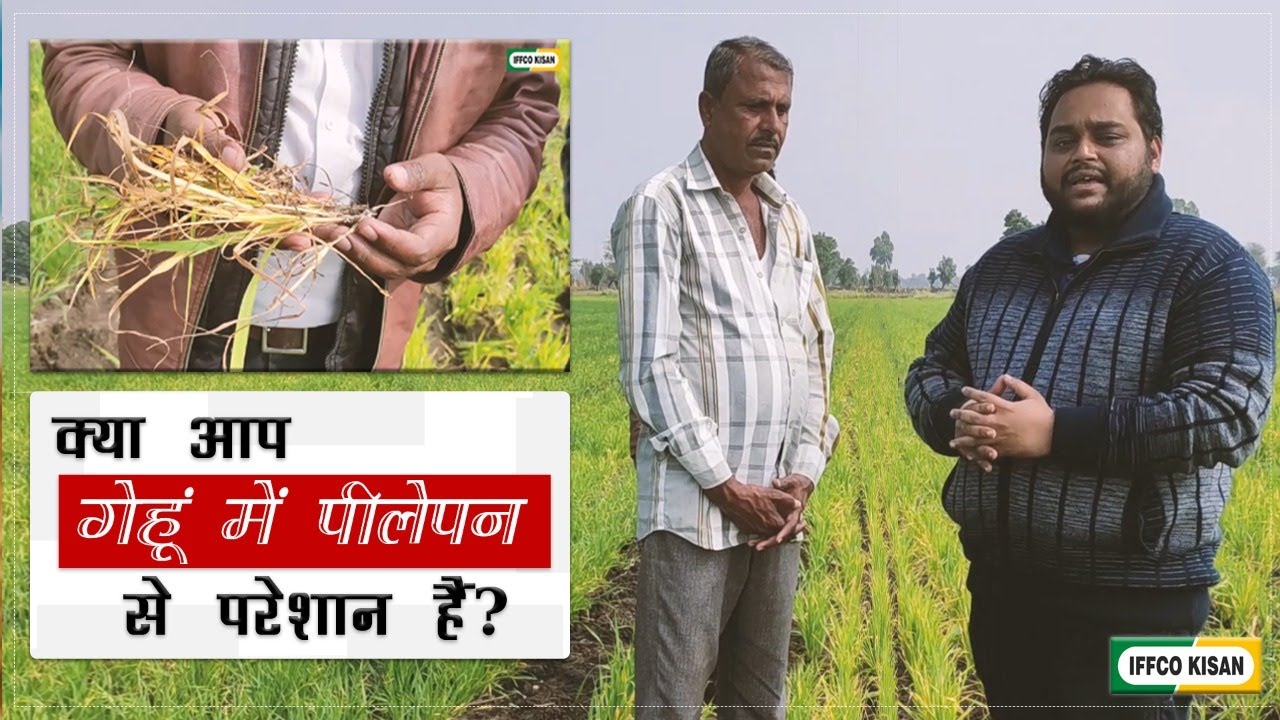 #गेहूं की पत्तियों का पीलापन और #सलाह - #Wheat #Yellowing #AgriAdvisory
