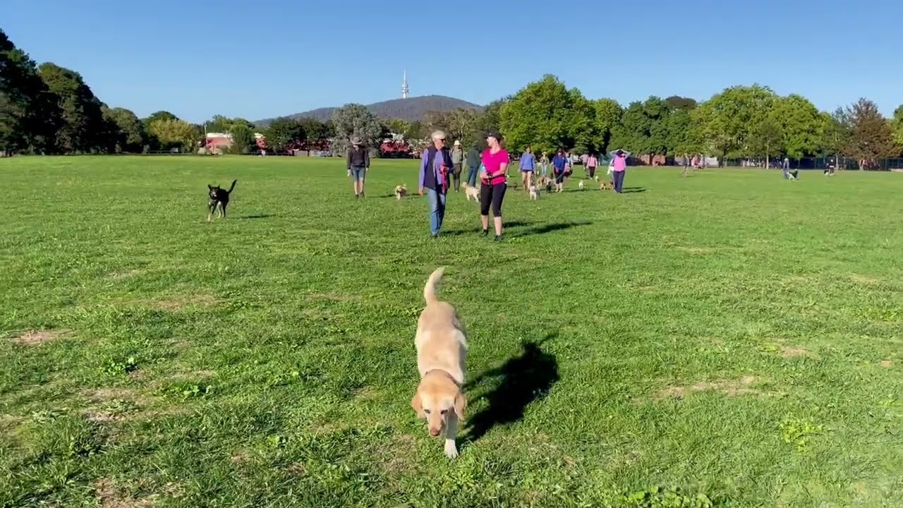 A lovely pack of dogs today on a Canberra Dog Walks stroll