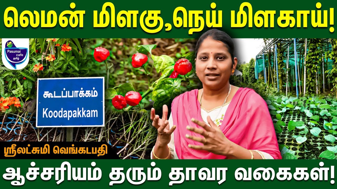 எங்ககிட்ட இருக்கிறது எல்லாமே அரிய வகை செடிகள் தான் !! - Sri Lakshmi | Lemon pepper, Ghee Chilli