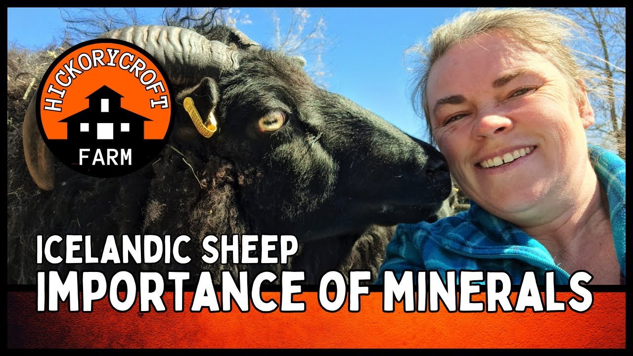 ICELANDIC SHEEP: Connection Between Fleece And Minerals (Homestead Sheep)