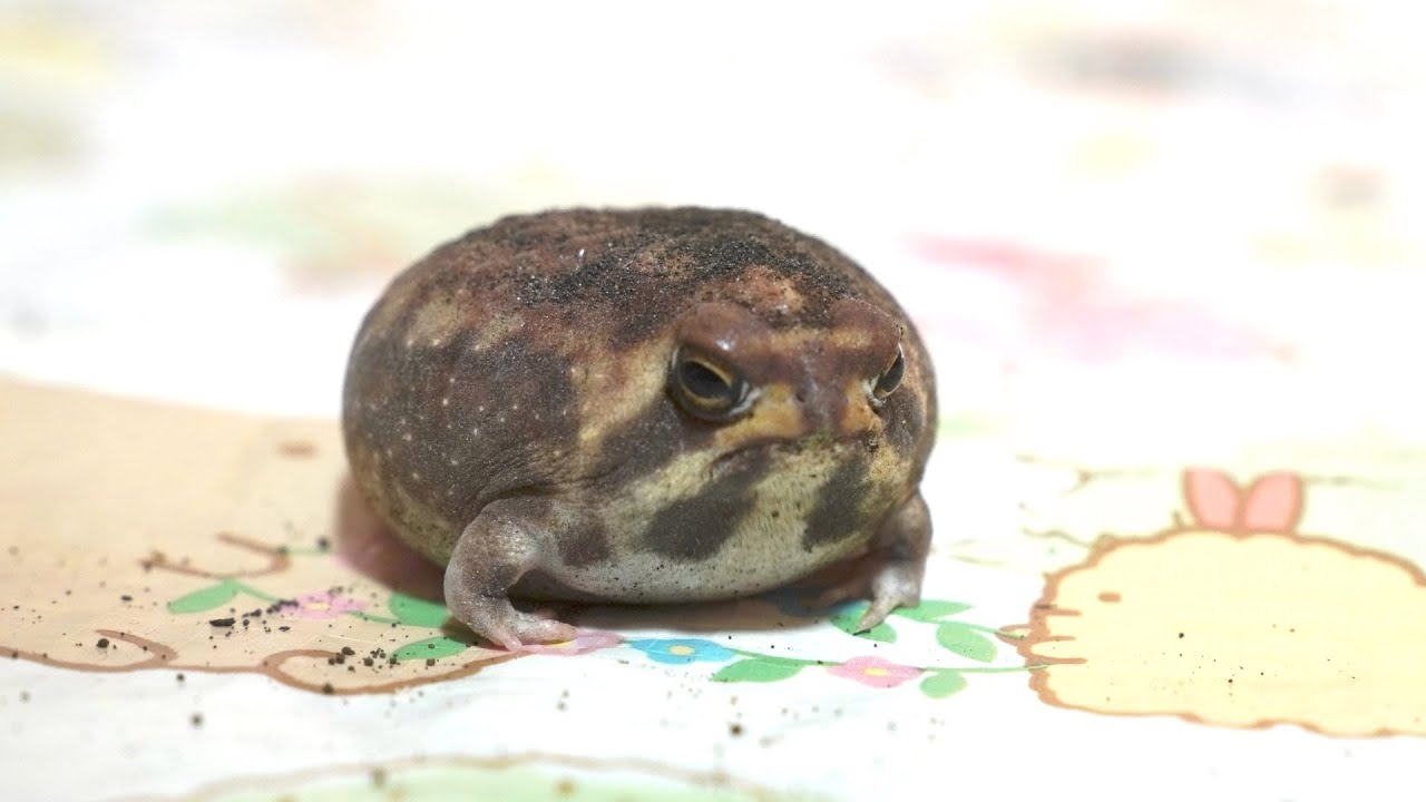 Rain Frog Вы делаете все возможное