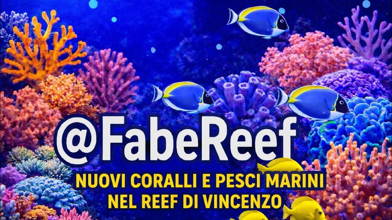 Il bellissimo acquario di Vincenzo, descrizione e nuovi inserimenti in vasca.