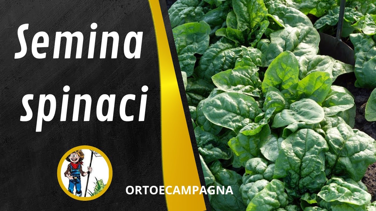 SEMINA SPINACI