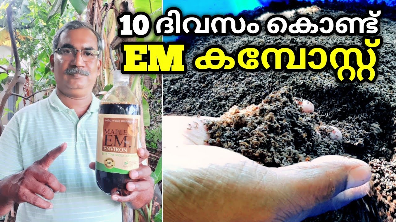 10 ദിവസം കൊണ്ട് EM ലായിനി  ഉപയോഗിച്ച് കമ്പോസ്റ്റ് ഉണ്ടാക്കാം  | How to make EM based Compost