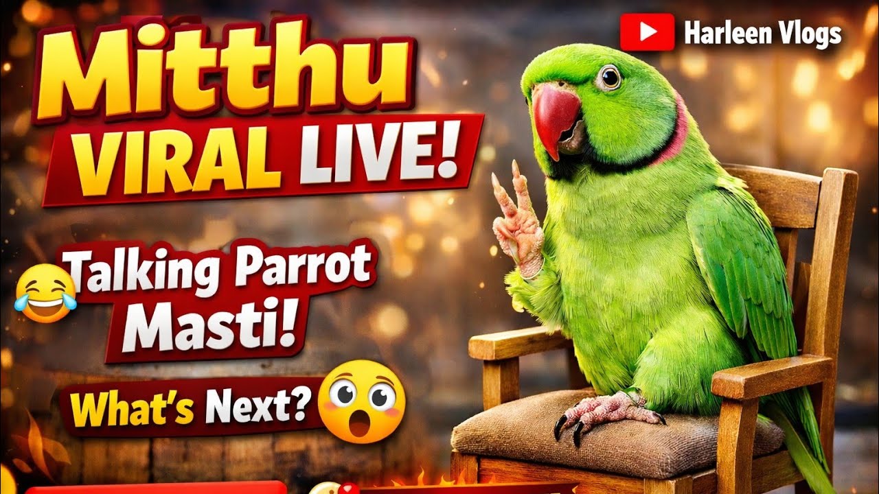 Mitthu viral Live 🦜 | Talking Parrot Live | Funny Parrot Mithu Live | Harleen Vlogs Live