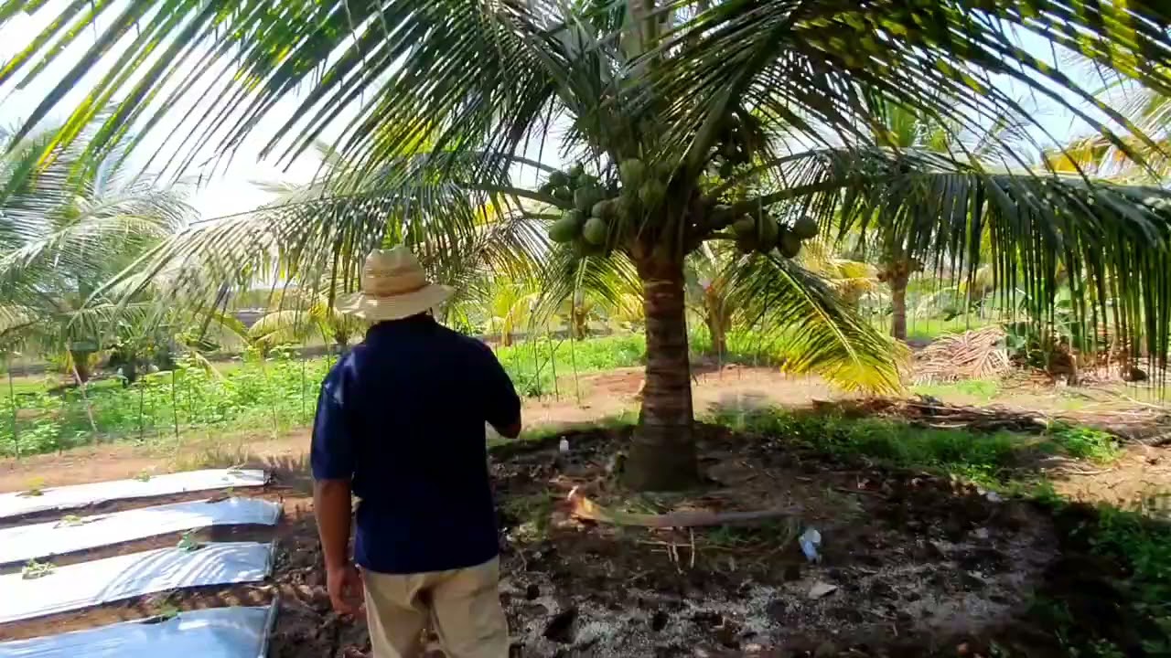 Budidaya Kelapa Kopyor melalui Teknik Kultur Embrio (100%) Kopyor