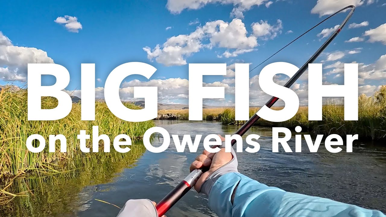 How to land Big Fish without a reel! Tenkara fly fishing the Upper Owens River, Sept '25