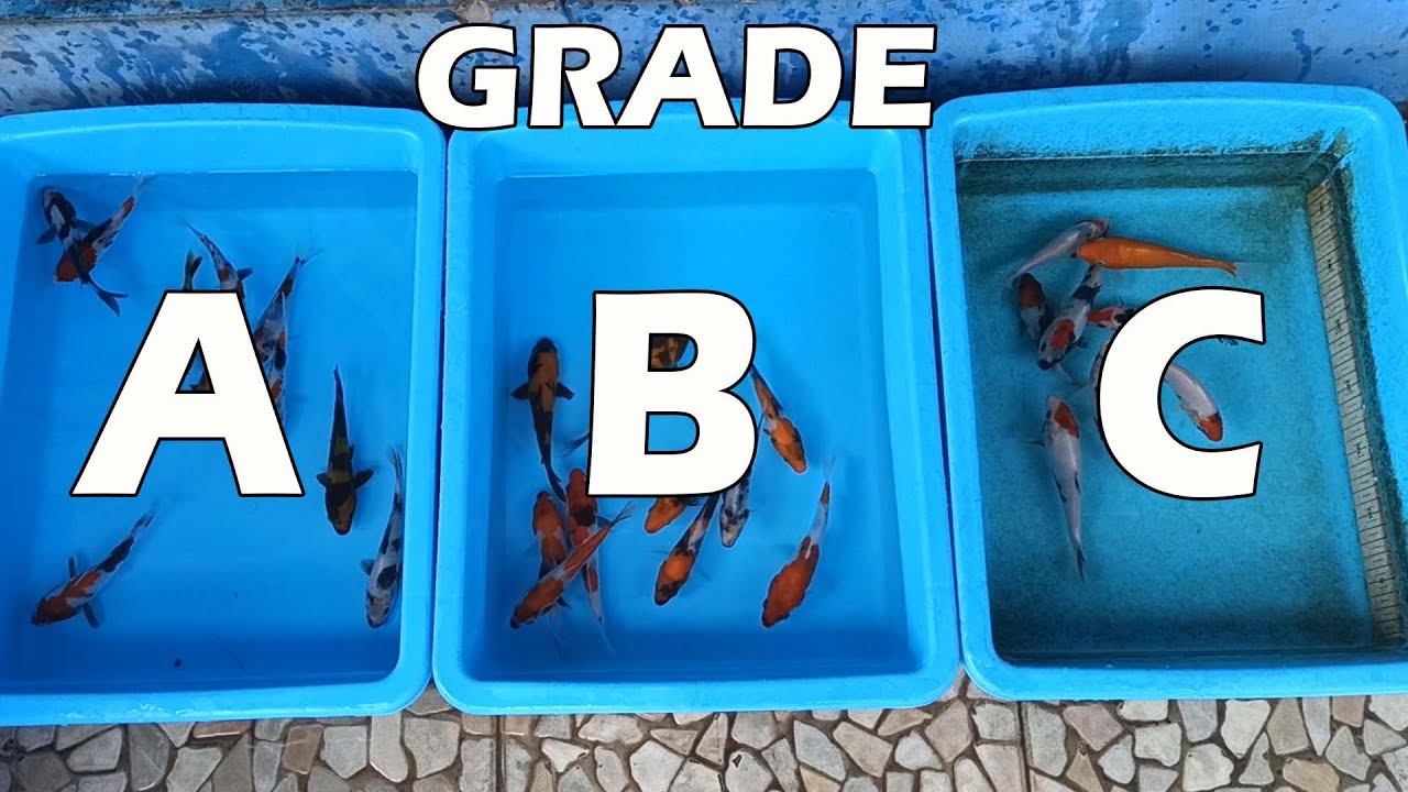 Seleksi Ikan Koi Jenis Showa-Shiro-Hi Utsuri | Grade A-B-C