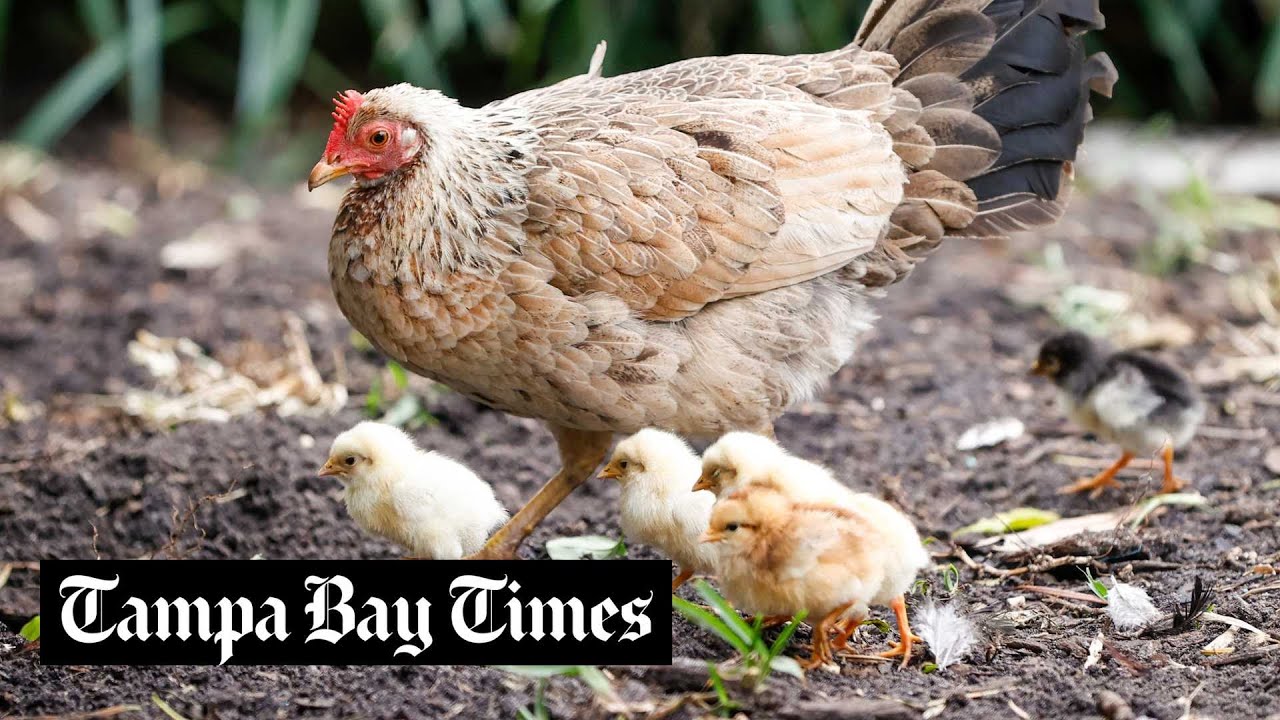 Where did the Ybor City chickens come from? Your rooster questions, answered.