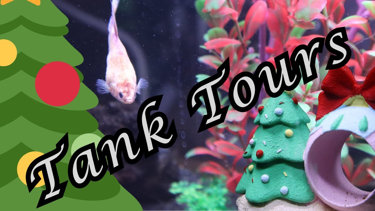 Christmas Fish Tank + Reptile Enclosure Tours/Decor! | 2024