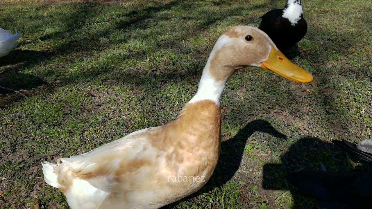 [FULL] A sunny winter morning at the park with ducks