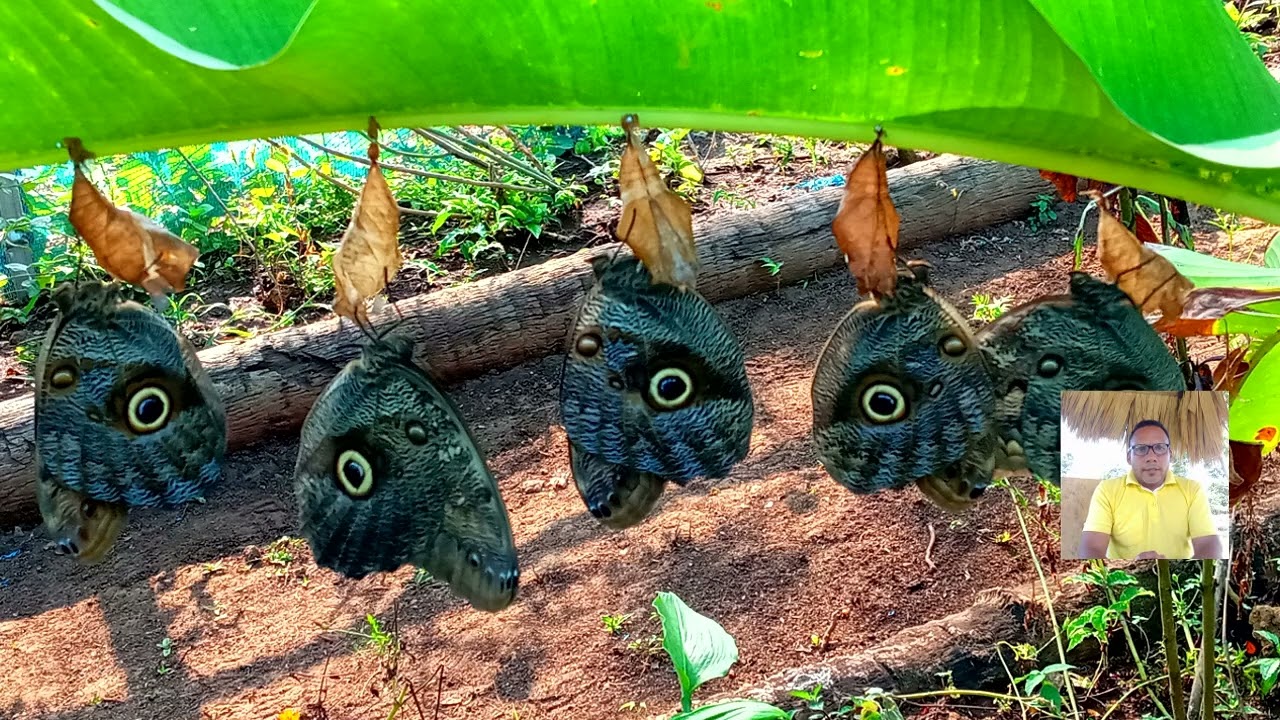 Que plantas hospederas se necesitan para un mariposario?