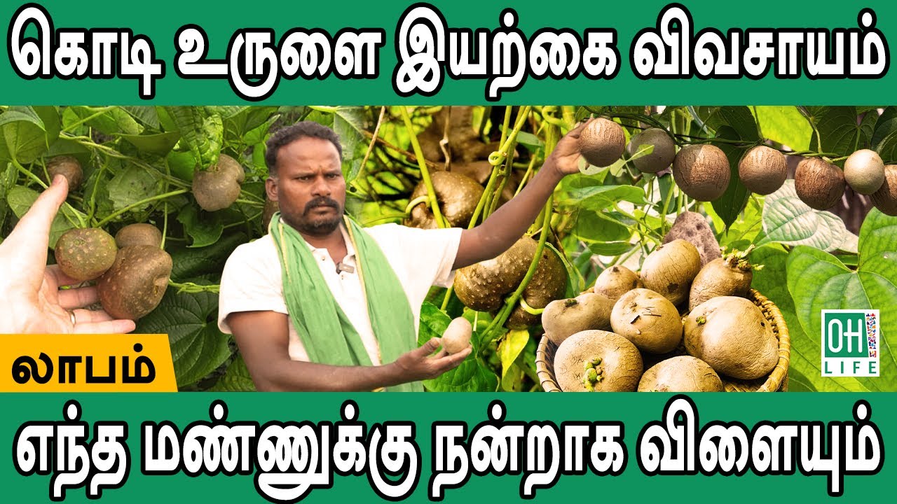 Organic Potato Farming Tamil | கொடி உருளை இயற்கை விவசாயம்