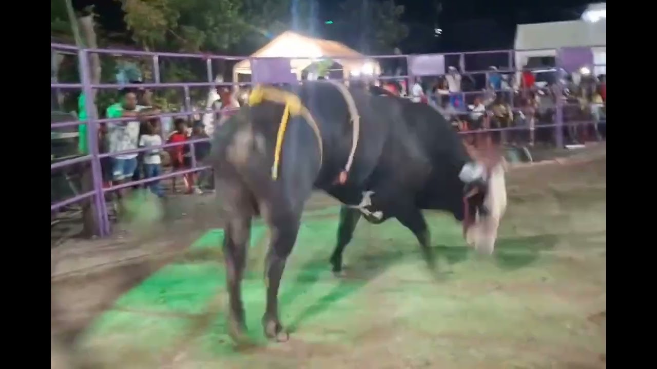 CHANGUITA DE COPALA🤠 🆚 TORO EL MALA CARA 🐂.2026