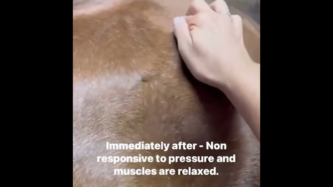 Resona Health VIBE pemf device - equine back pain. 