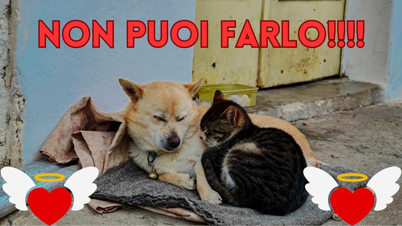 NON FARLO. NON ABBANDONARLO al suo DESTINO! CANI, GATTI e tutti gli animali vogliono RIMANERE con TE