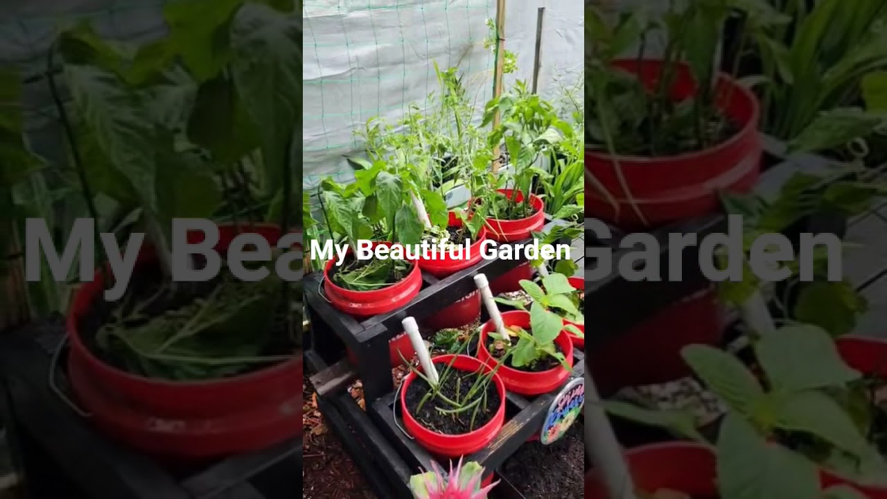 Grow What you eat And eat what you grow #food #mygarden