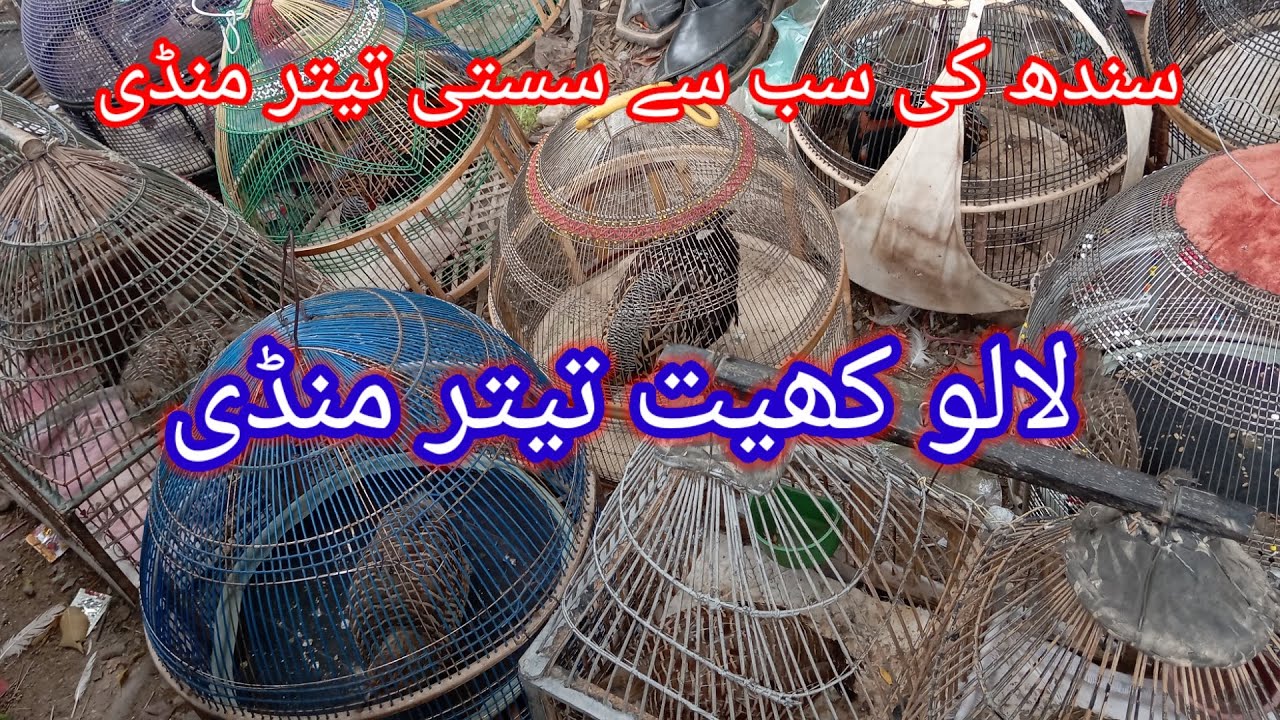 Lalukhet teetar Market Sunday update 07-09-25| لالو کھیت تیتر منڈی کی اپڑیٹ کالے تیتر ایرانی تیتر 